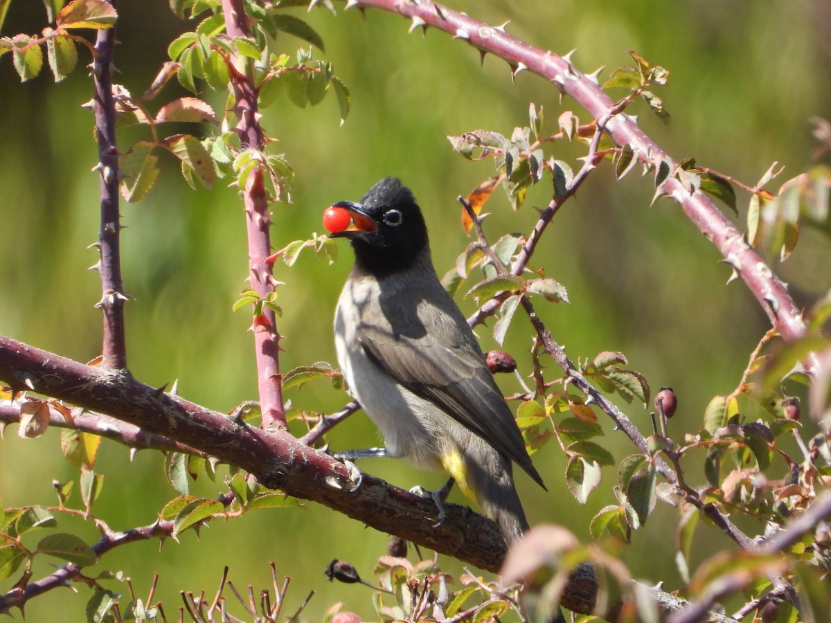 Gelbsteißbülbül - ML644468998