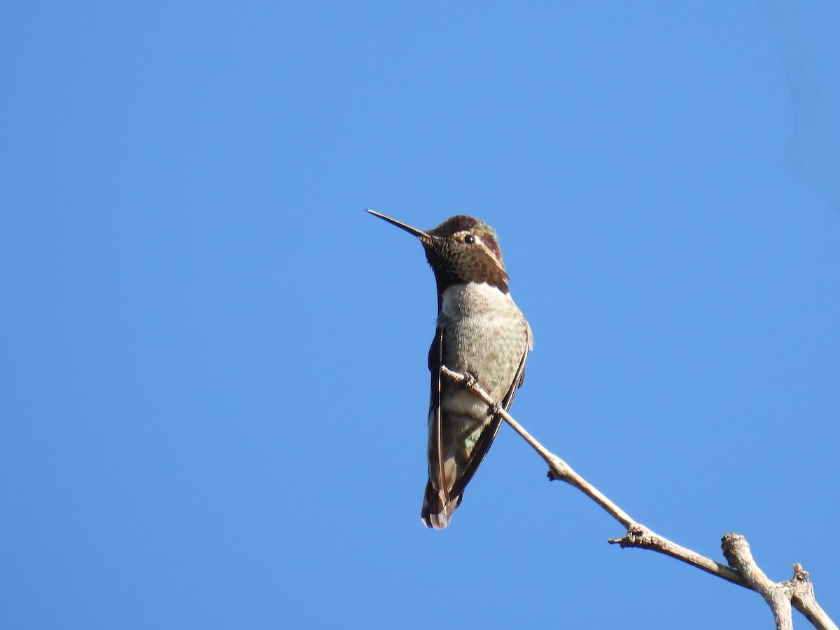 Anna's Hummingbird - ML644469000