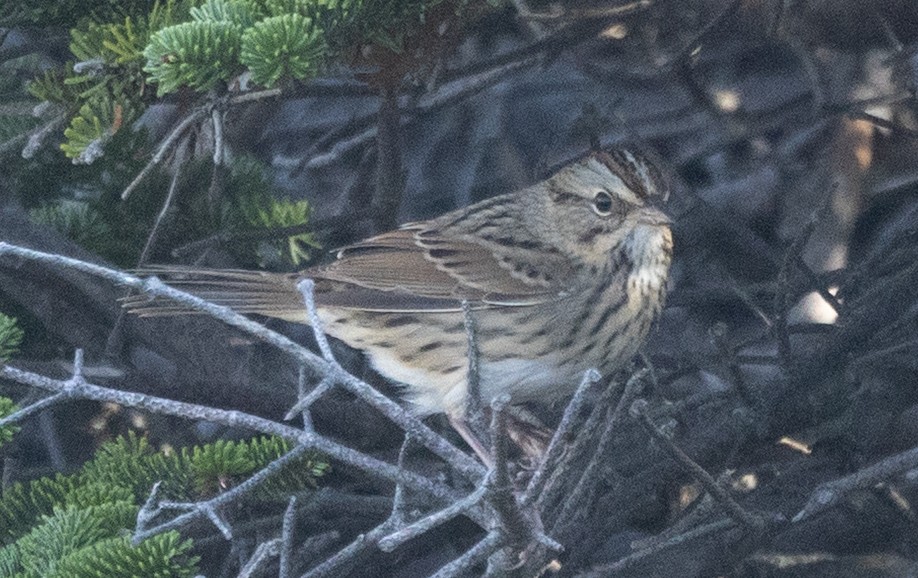 Lincoln's Sparrow - ML644469008