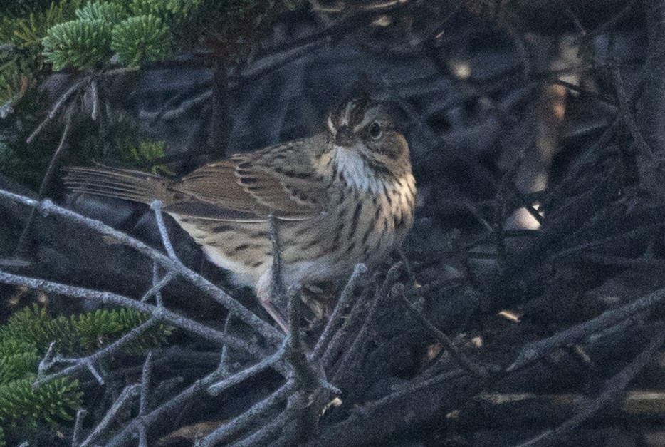 Lincoln's Sparrow - ML644469009