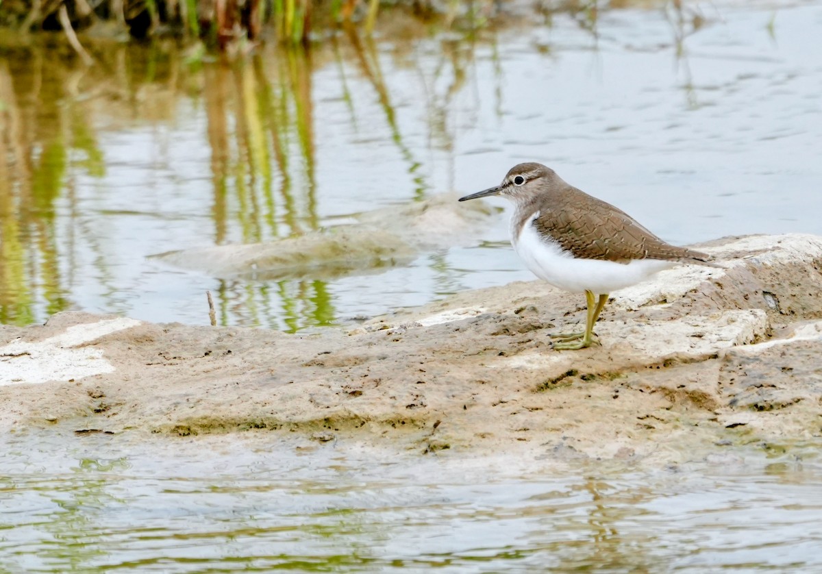 Хайргын хөгчүү - ML644469010