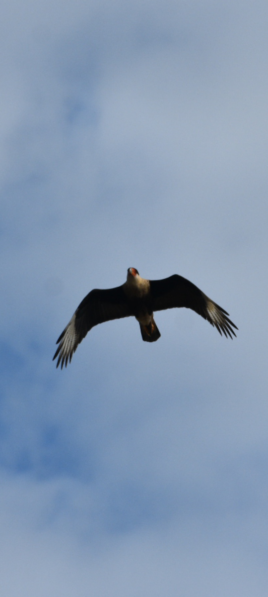 Crested Caracara - ML644469011
