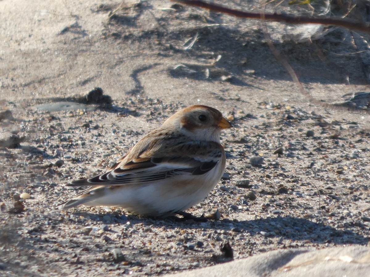 Plectrophane des neiges - ML644469039