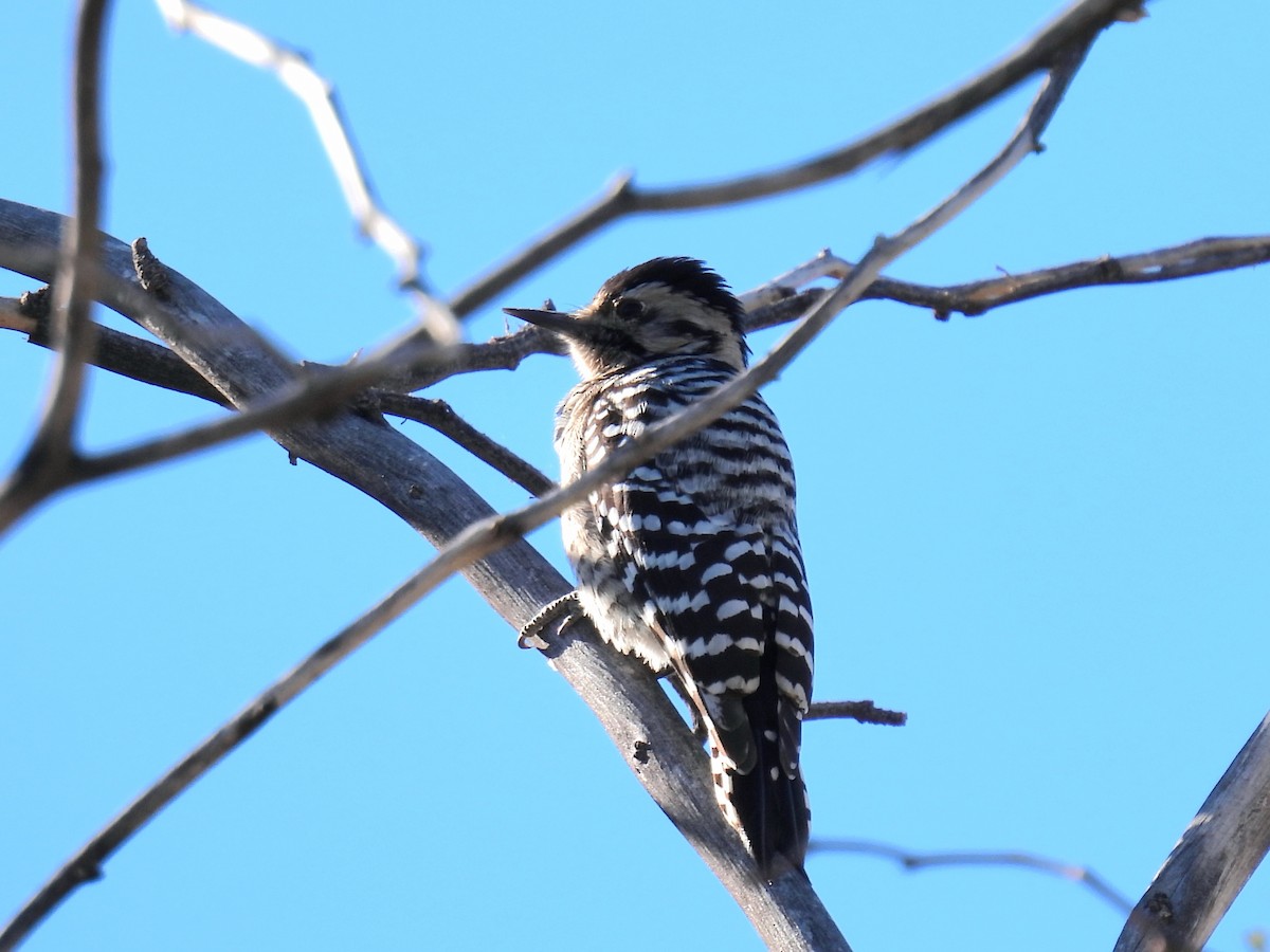 シマアカゲラ - ML644469044