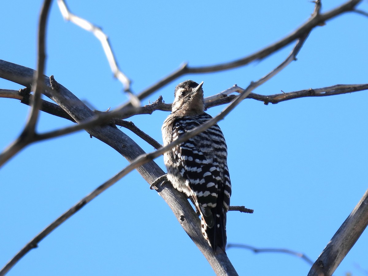 シマアカゲラ - ML644469045