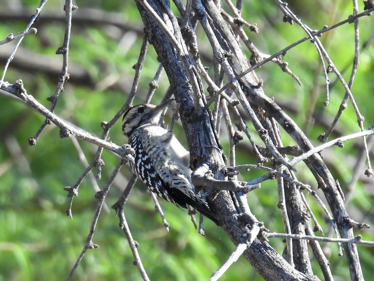 シマアカゲラ - ML644469046