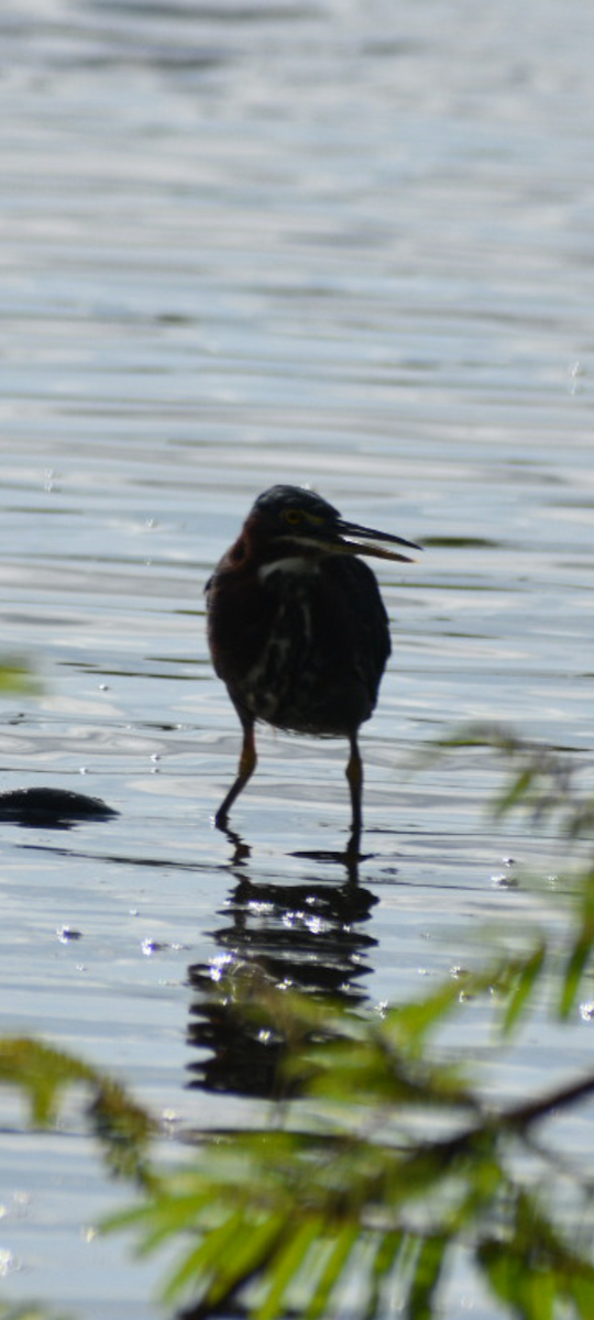 Green Heron - ML644469047