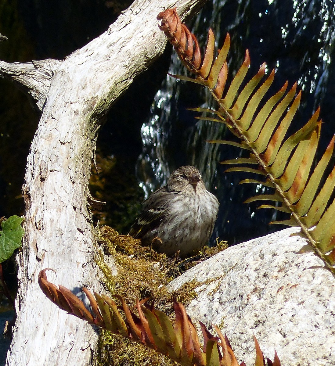 Pine Siskin - ML644469063