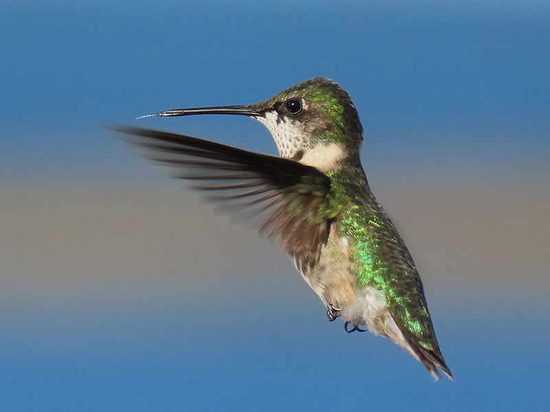 Colibrí Gorjirrubí - ML644469065