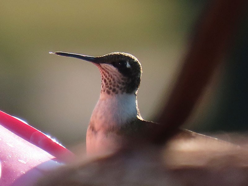Colibrí Gorjirrubí - ML644469067
