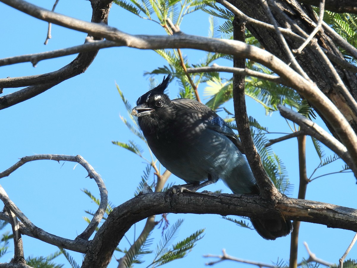Steller's Jay - ML644469070