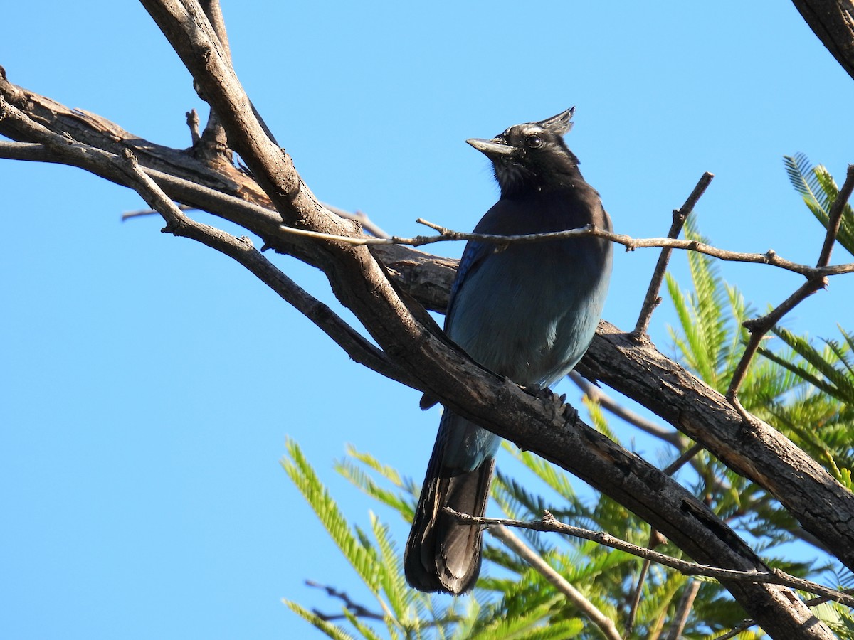 Steller's Jay - ML644469071