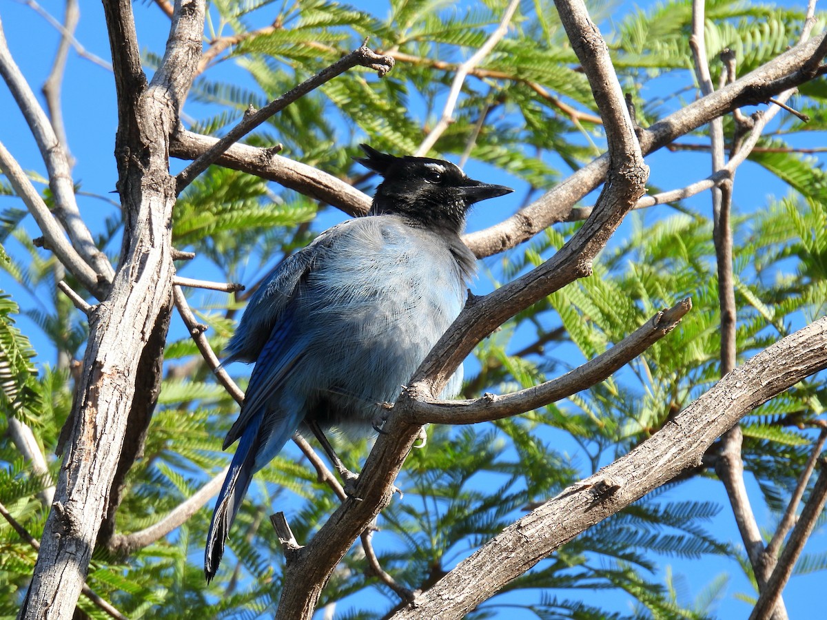 Steller's Jay - ML644469072