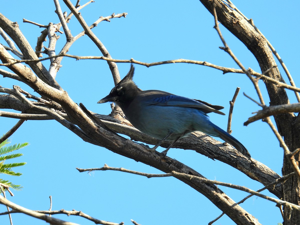 Steller's Jay - ML644469073