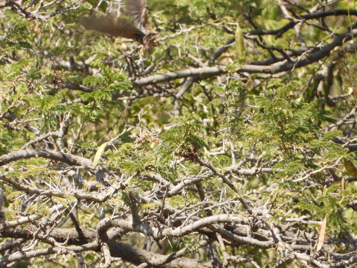 Cinnamon-breasted Bunting - ML644469090