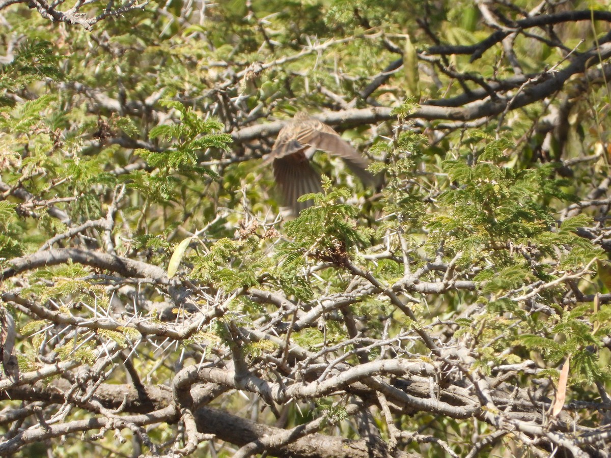 Cinnamon-breasted Bunting - ML644469091