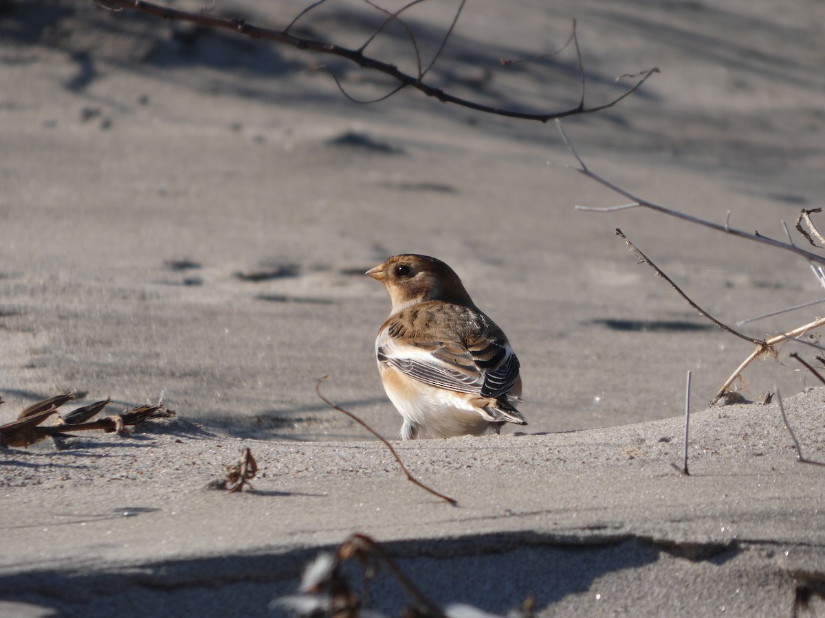 Plectrophane des neiges - ML644469105