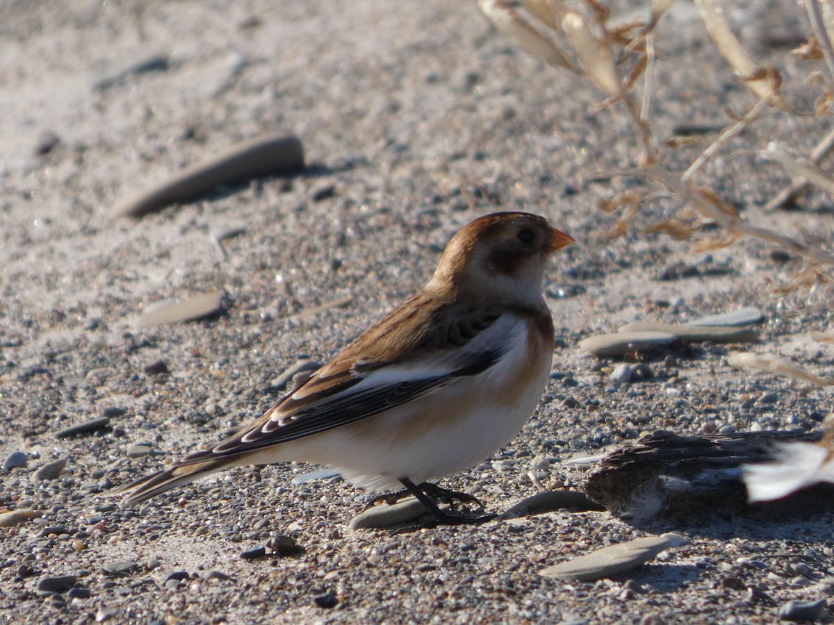 Plectrophane des neiges - ML644469106