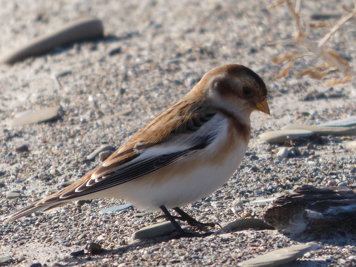 Plectrophane des neiges - ML644469157