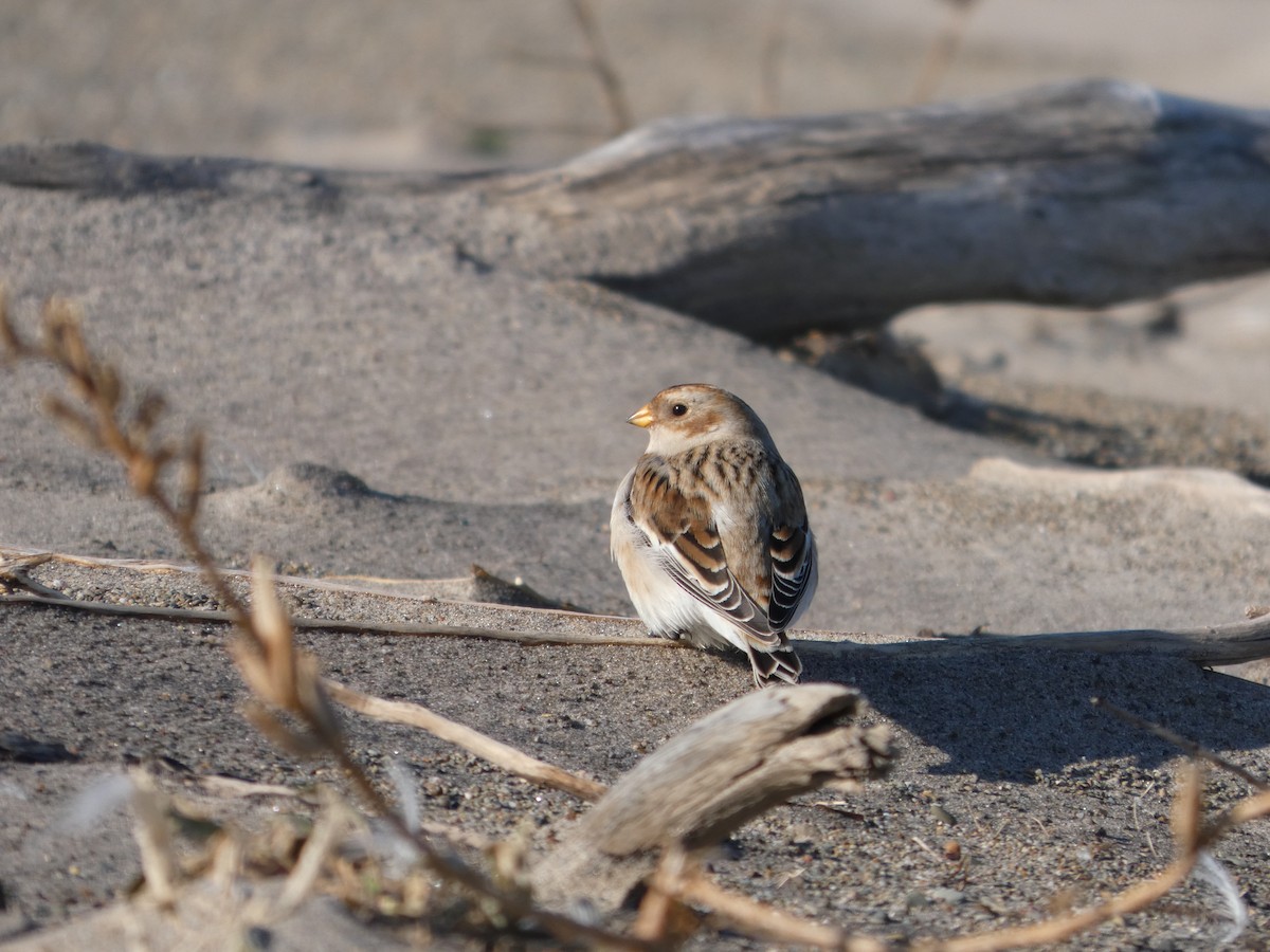 Plectrophane des neiges - ML644469158