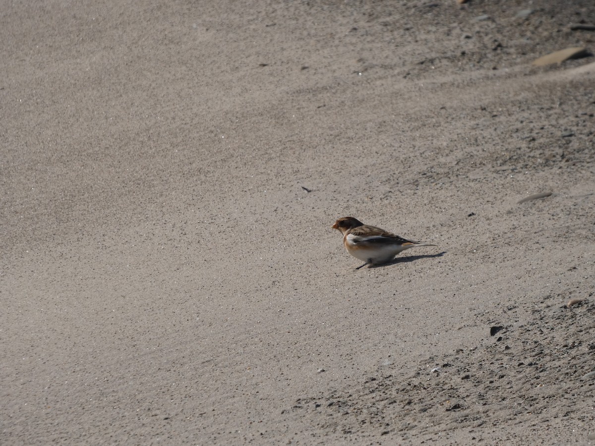 Plectrophane des neiges - ML644469159