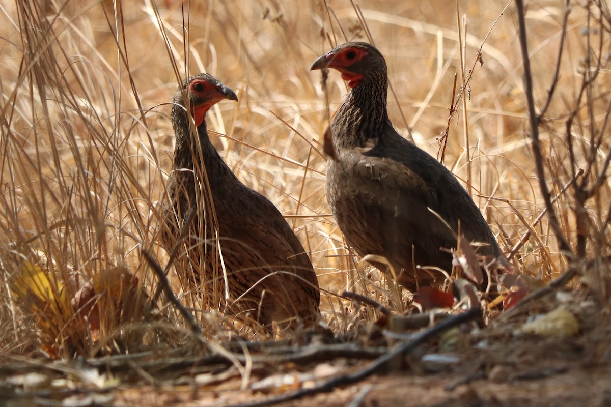 Dere Turacı - ML644469163