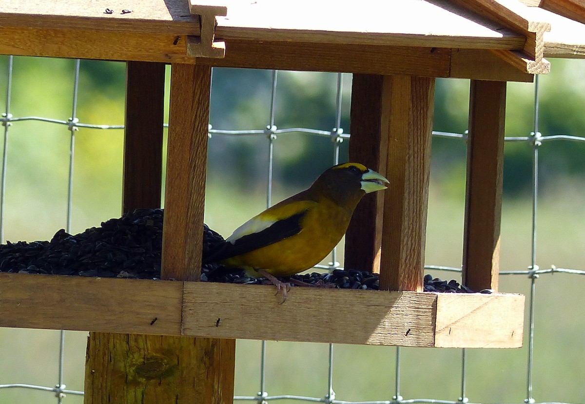 キビタイシメ - ML644469173