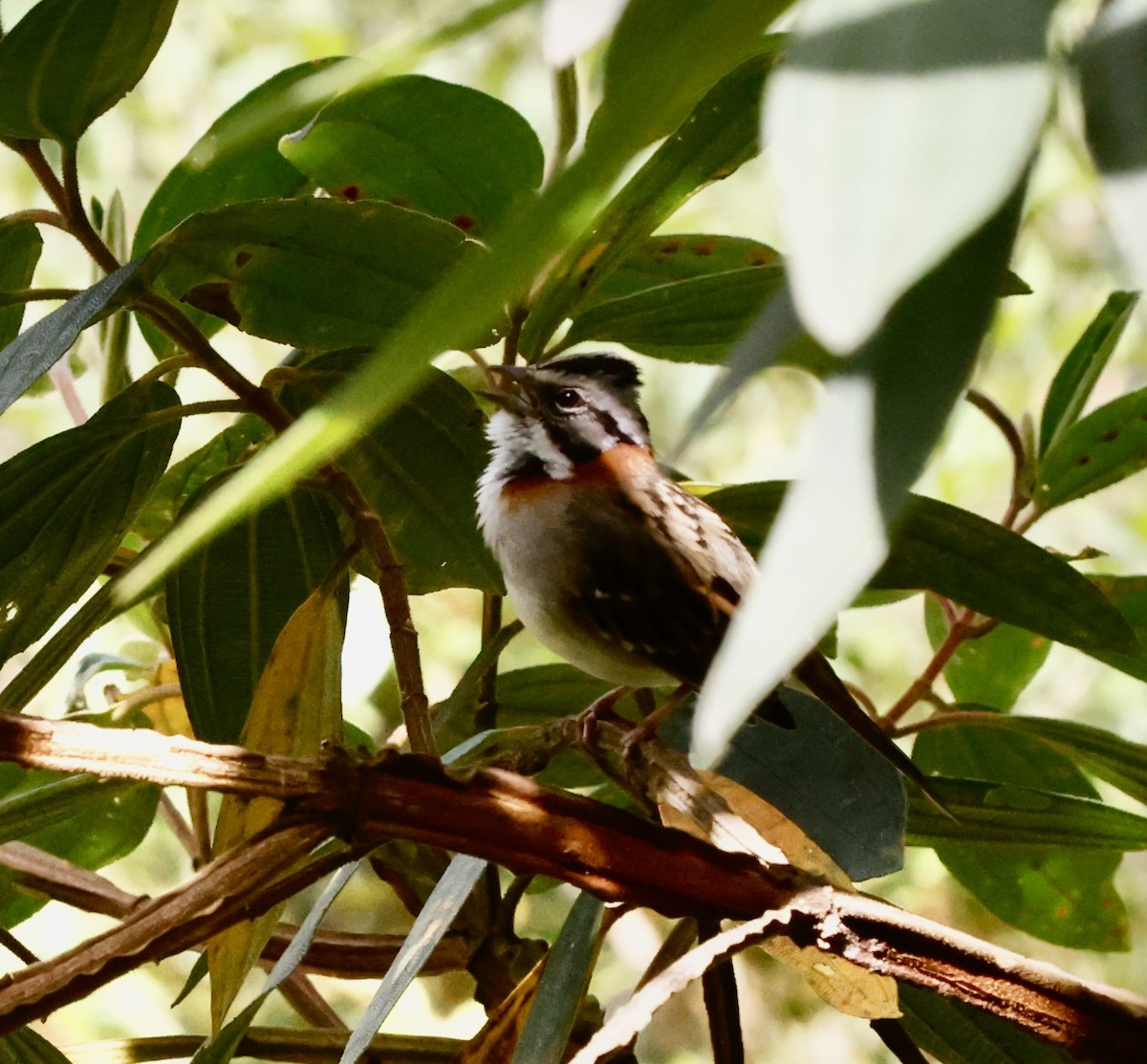 Бруант рудошиїй - ML644469177