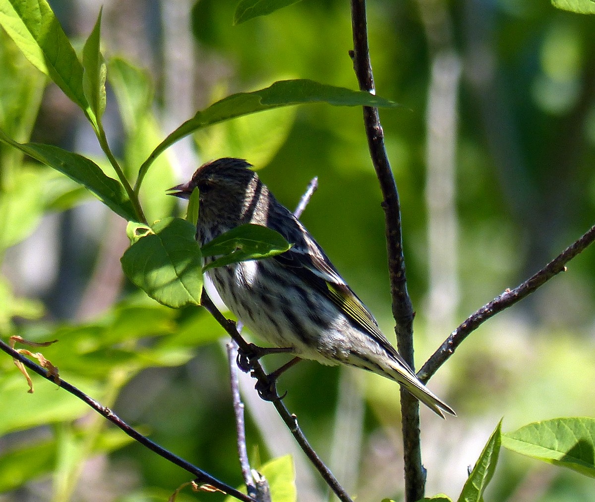 Pine Siskin - ML644469180