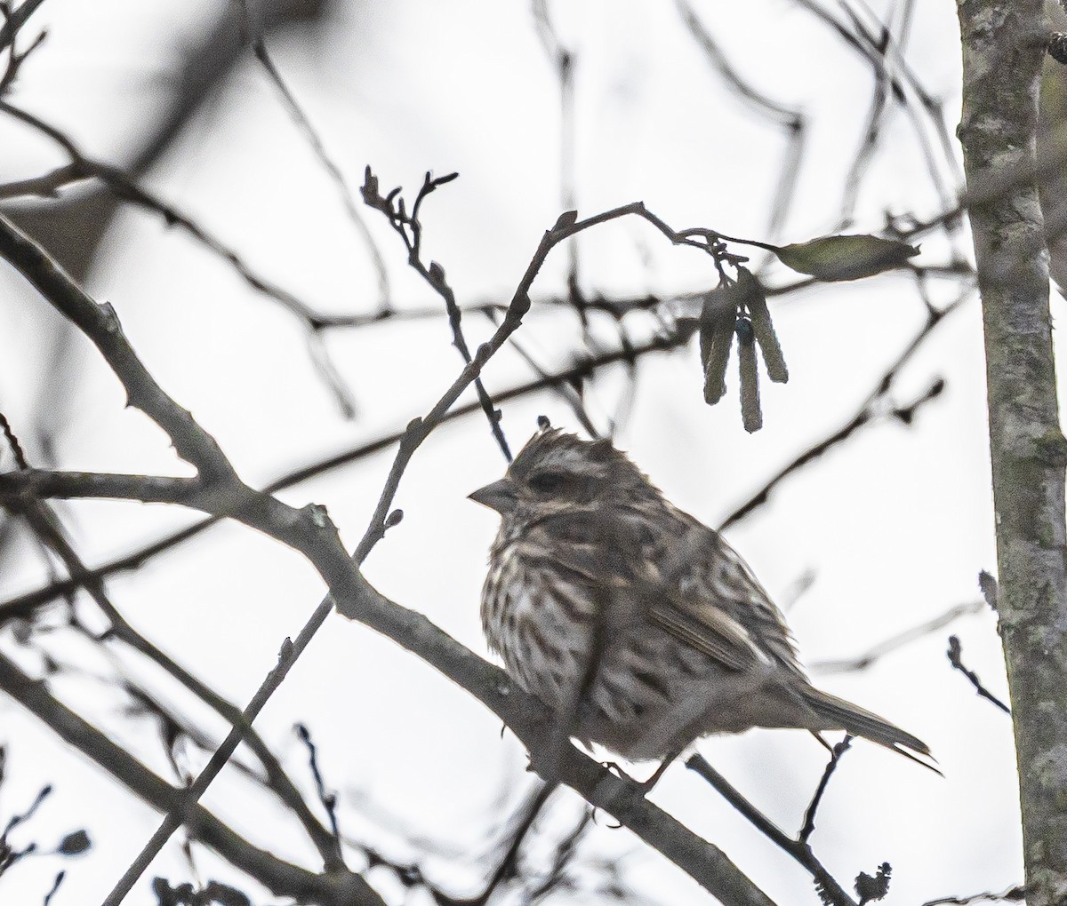 purpurfink - ML644469182