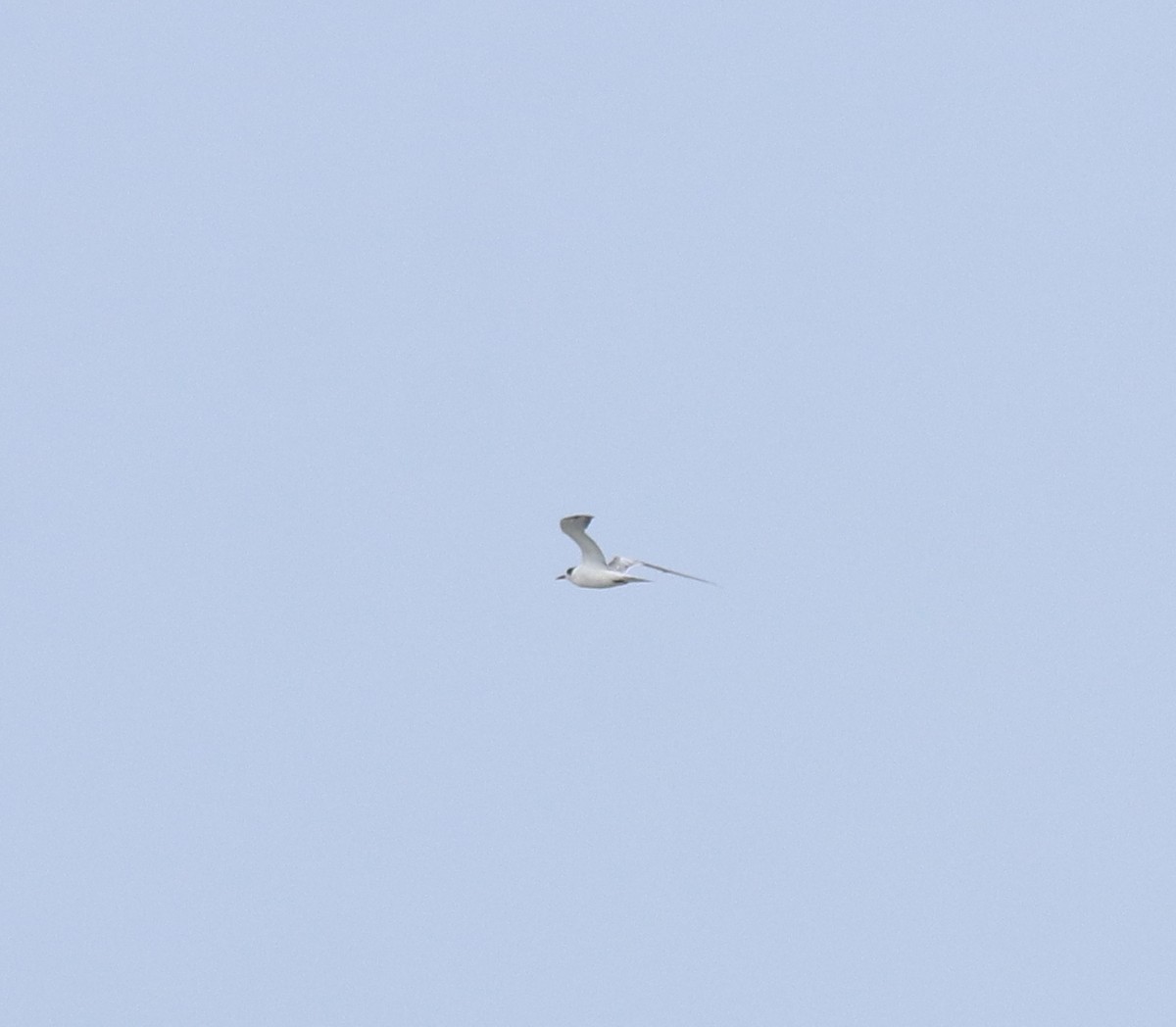 Charrán Común - ML644469184