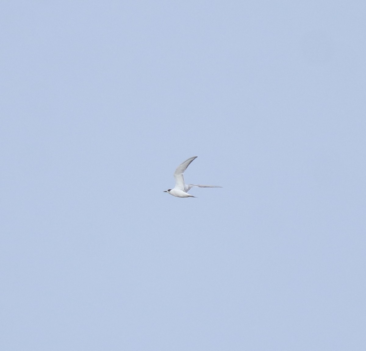 Charrán Común - ML644469185