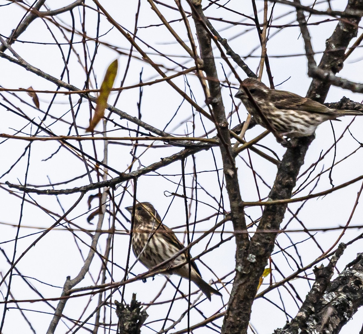 purpurfink - ML644469192