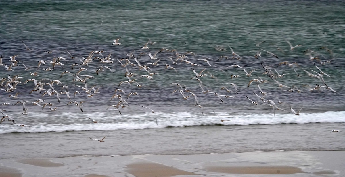 Sandwich Tern - ML644469197