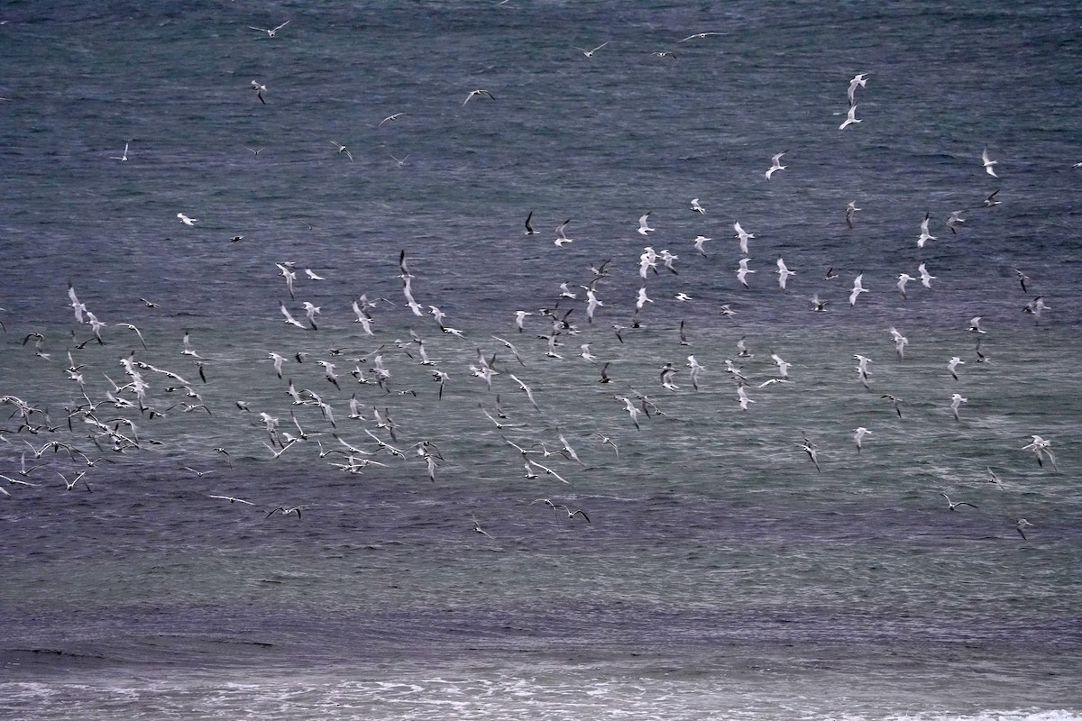 Sandwich Tern - ML644469198