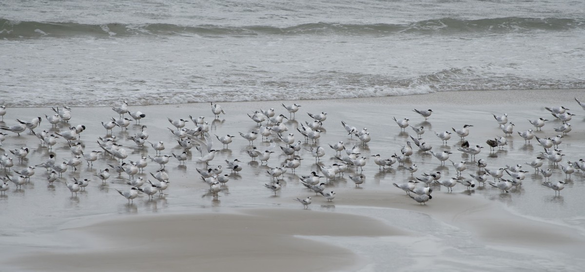 Sandwich Tern - ML644469199