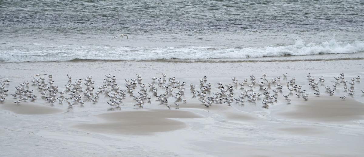 Sandwich Tern - ML644469200