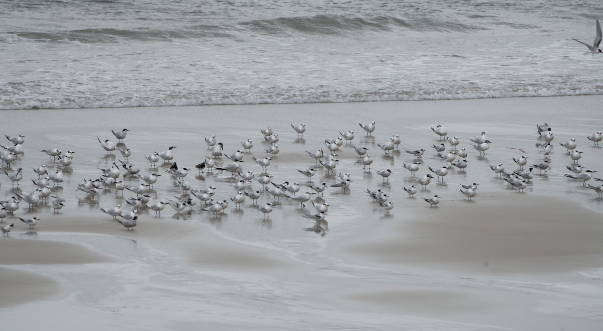 Sandwich Tern - ML644469201