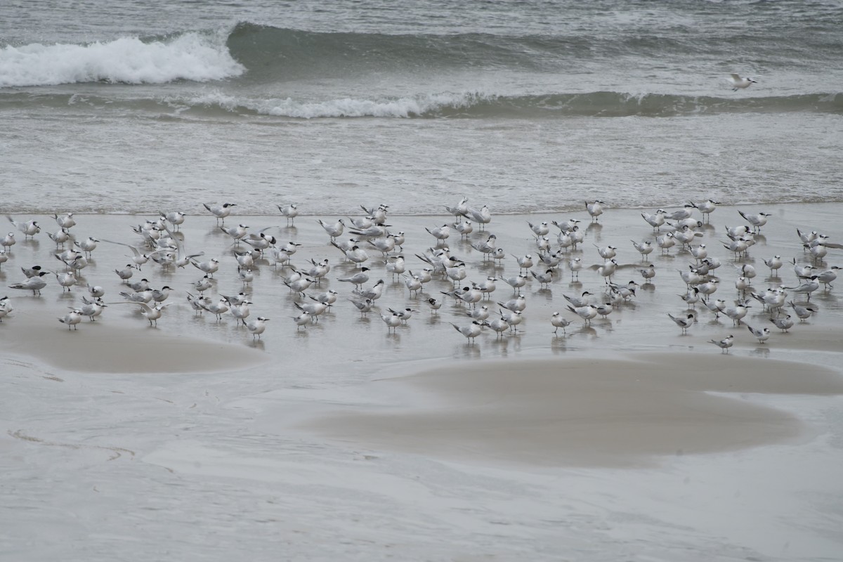 Sandwich Tern - ML644469202