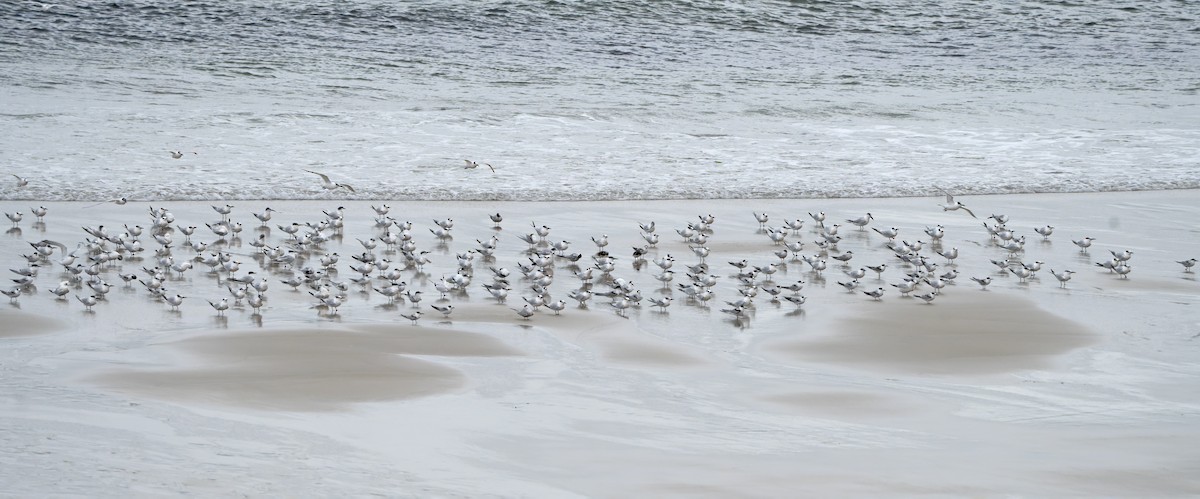 Sandwich Tern - ML644469203