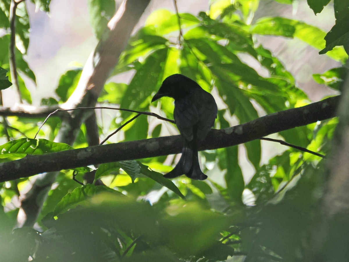 Crow-billed Drongo - ML644469204