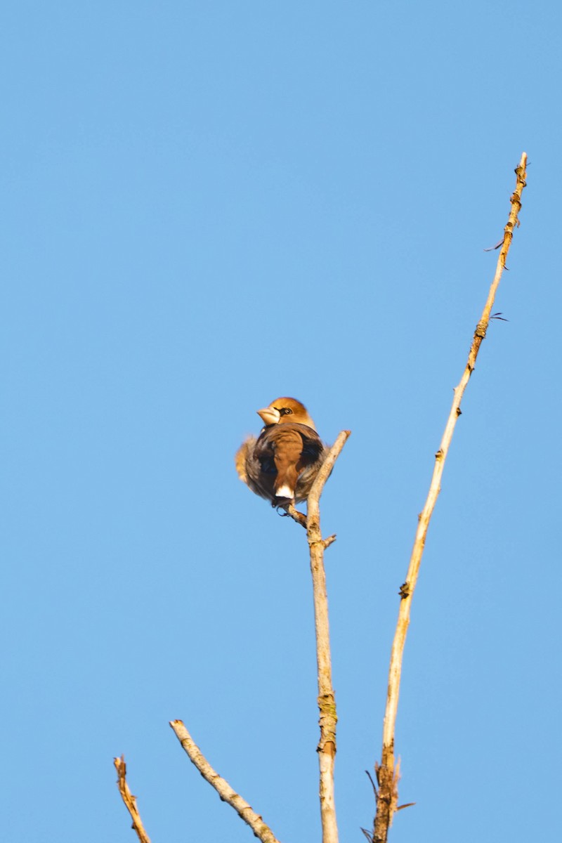 シメ - ML644469211