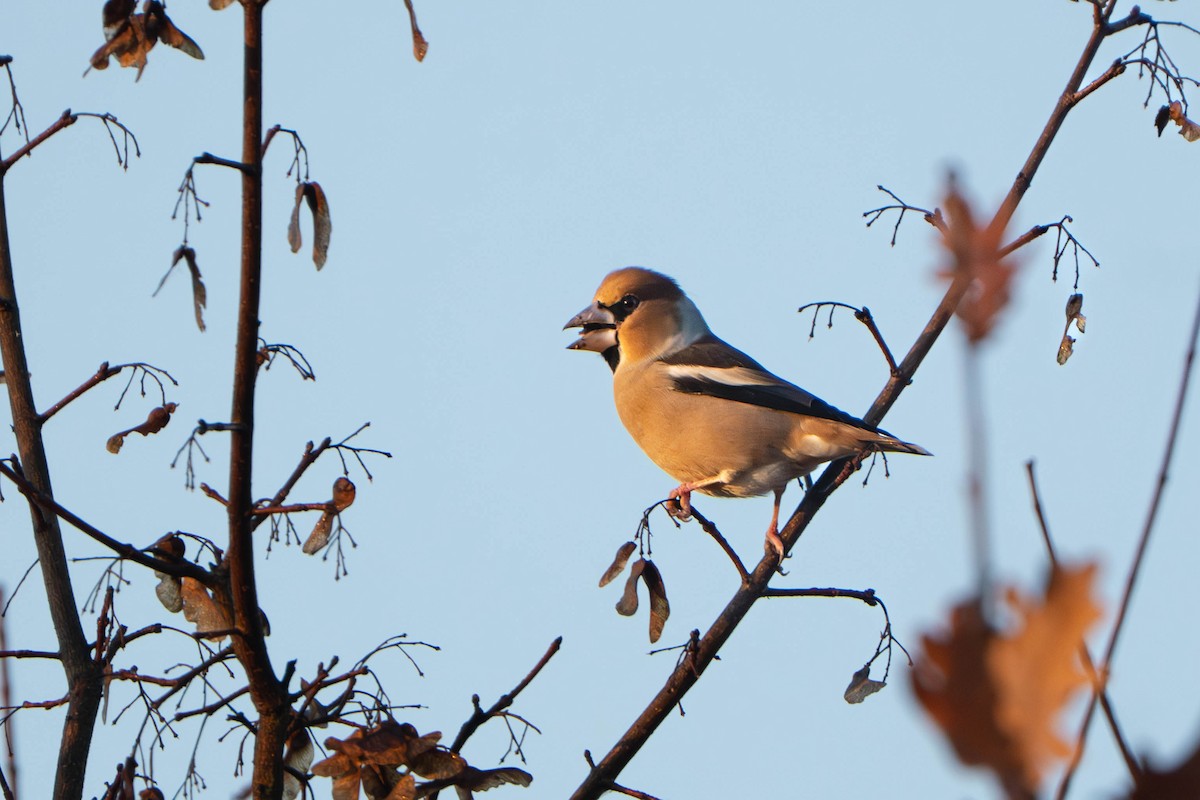 シメ - ML644469212