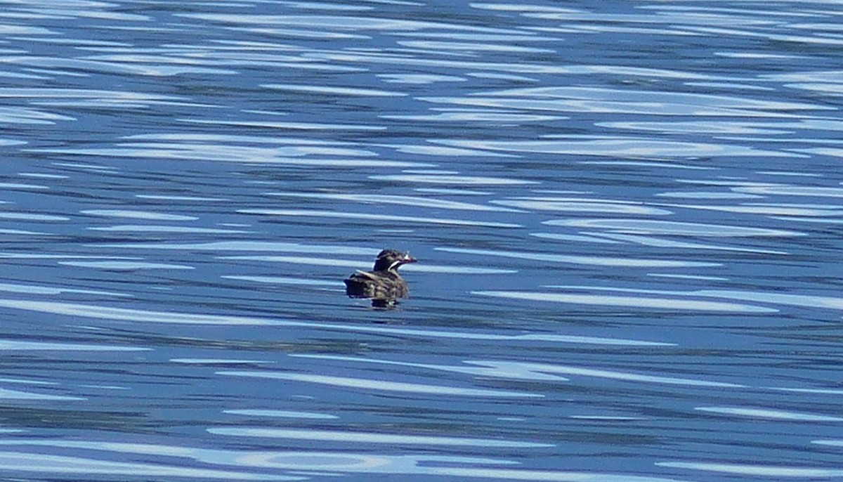 neshornlunde - ML644469215