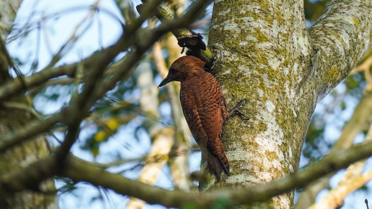 Rufous Woodpecker - ML644469219
