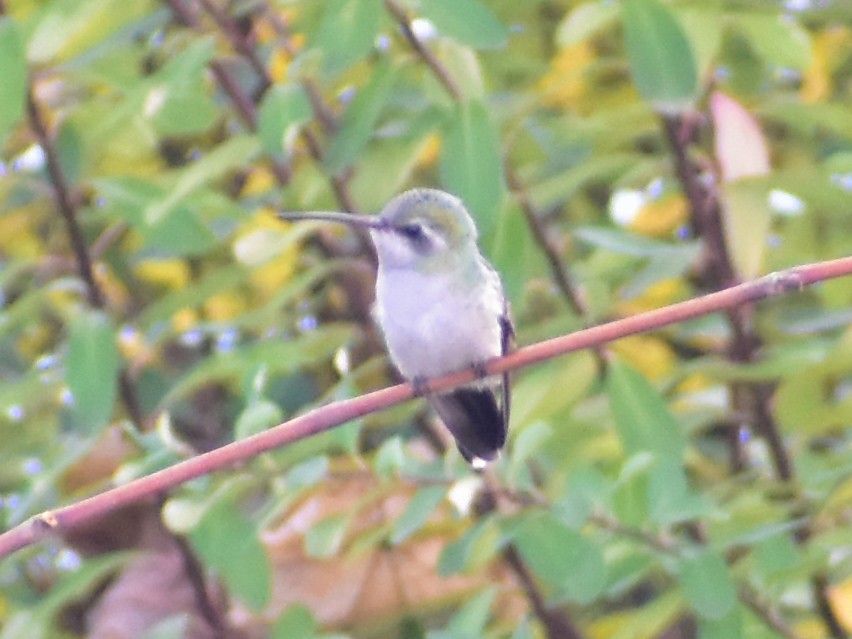 Broad-billed Hummingbird - ML644469220