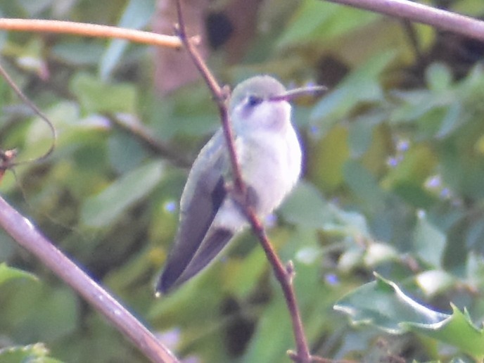 Broad-billed Hummingbird - ML644469221