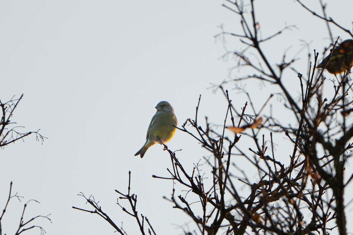 Verderón Común - ML644469222