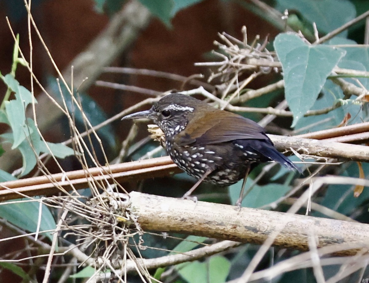 Потічник - ML644469224