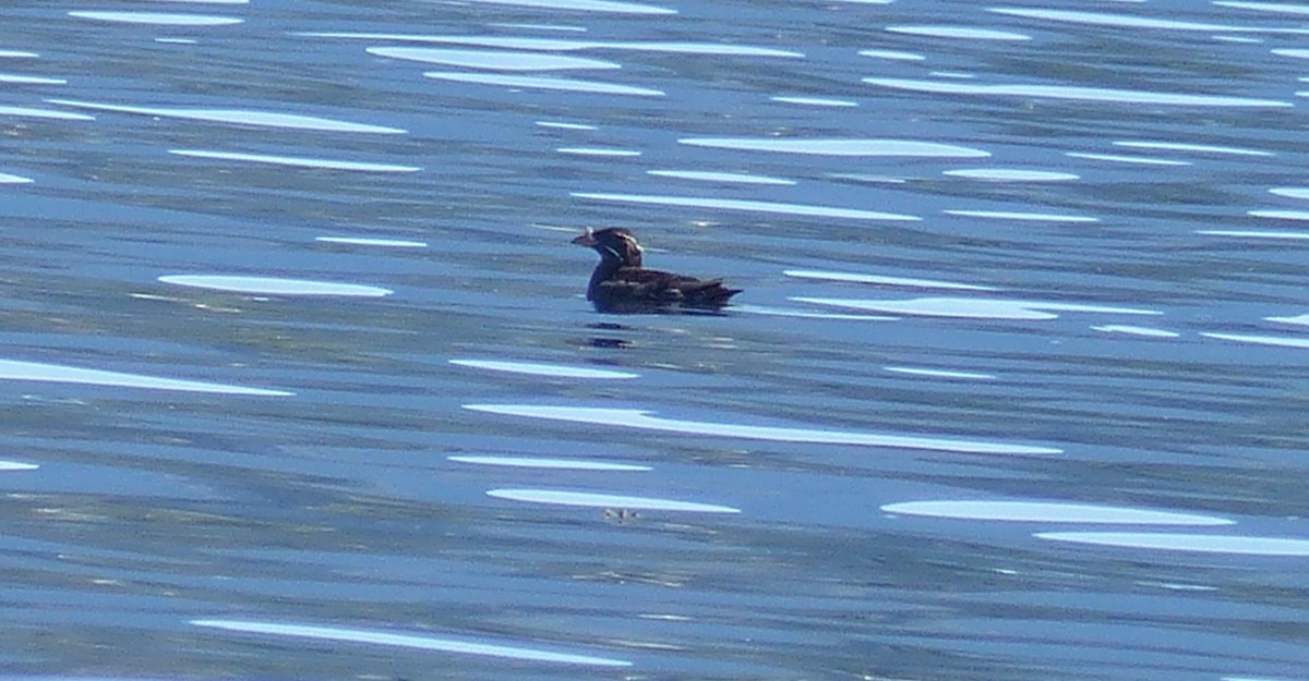 neshornlunde - ML644469225